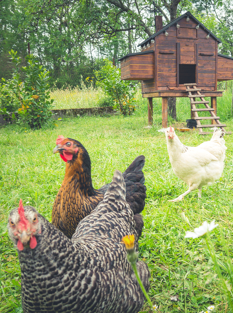 poules-pondeuses